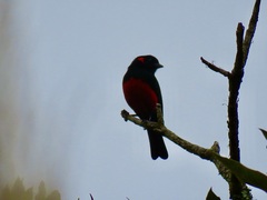 Anisognathus igniventris