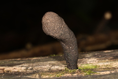 Xylaria castorea