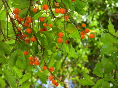 Toechima daemelianum