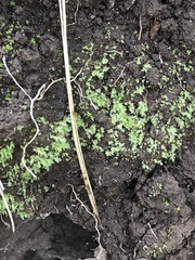 Fissidens bryoides