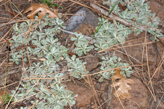 Antennaria