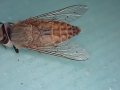 Tabanini