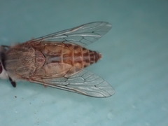 Tabanini