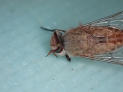 Tabanini