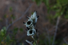 Chloraea bletioides