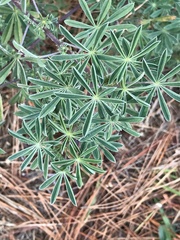 Lupinus arboreus