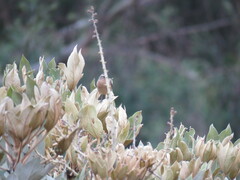Ochthoeca fumicolor