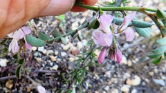 Indigofera cerasiflora