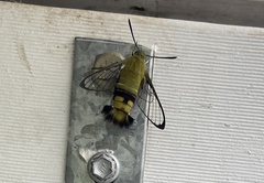 Cephonodes australis