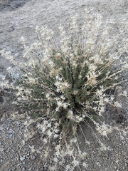 Brickellia microphylla