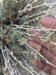 Brickellia microphylla