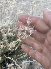 Brickellia microphylla