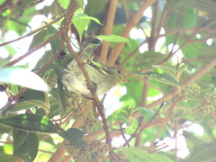 Elaenia