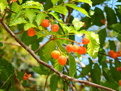 Toechima daemelianum