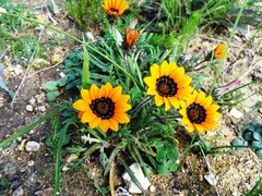 Gazania ciliaris