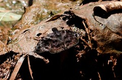 Ebrietas anacreon