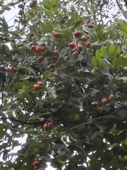 Mischocarpus anodontus