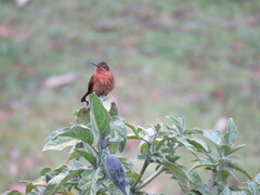 Aglaeactis cupripennis