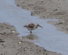 Calidris falcinellus