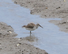 Calidris falcinellus