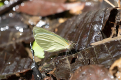 Pseudopieris