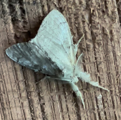 Dasychira vagans