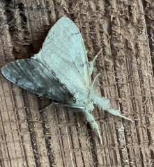 Dasychira vagans