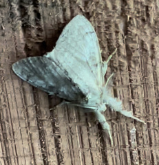 Dasychira vagans