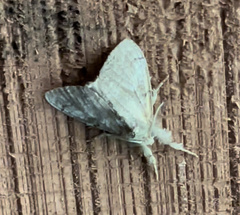 Dasychira vagans