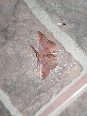 Hedylidae