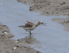 Calidris falcinellus