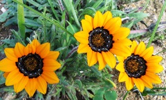Gazania ciliaris