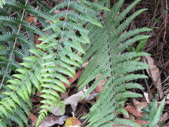 Pityrogramma calomelanos