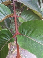 Vismia macrophylla