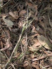 Rytidosperma tenuius