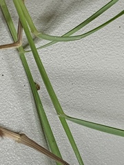 Rytidosperma tenuius