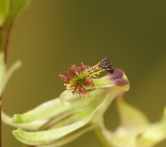 Arthrochilus irritabilis