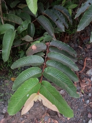 Vismia macrophylla