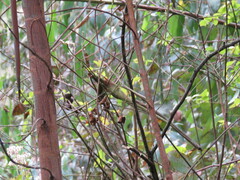 Myioborus miniatus