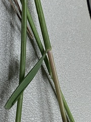 Rytidosperma tenuius