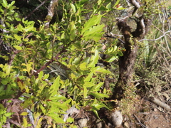 Phyllocladus alpinus