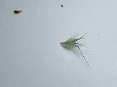 Rytidosperma tenuius