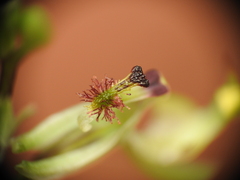 Arthrochilus irritabilis