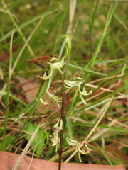 Arthrochilus irritabilis