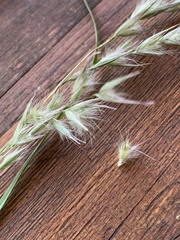 Rytidosperma tenuius