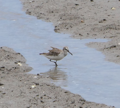 Calidris falcinellus