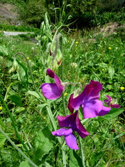 Lathyrus odoratus