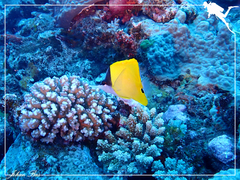 Forcipiger flavissimus