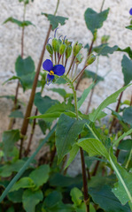 Tinantia erecta