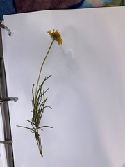 Sidneya tenuifolia
